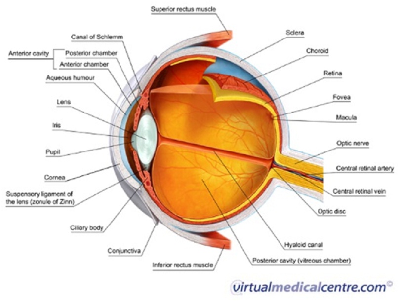 Eye Disorders in Children and Adolescents | Biology Science Fair ...