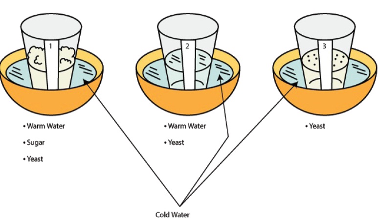 Growing Yeast: Sugar Fermentation | Biology Science Fair Project Ideas